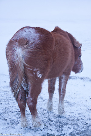 Het paard staat in de sneeuwstorm steviger op de benen dan de fotograaf