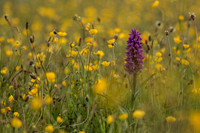 Bloemen