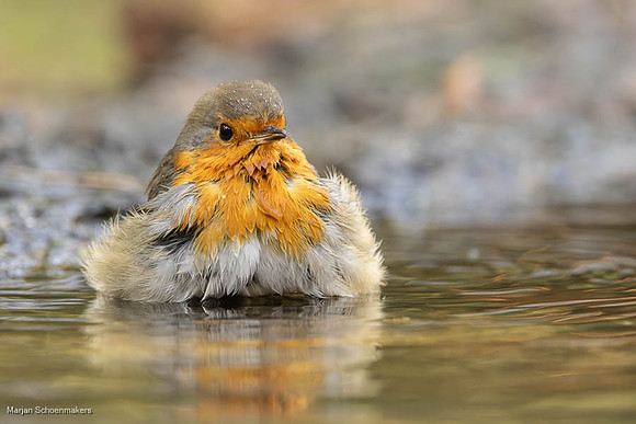 Roodborst