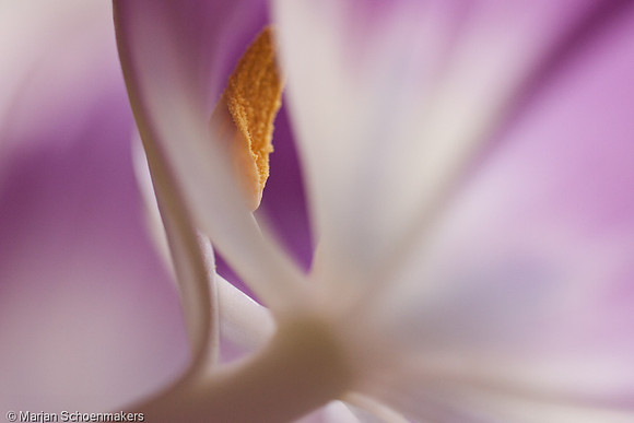 tulp
