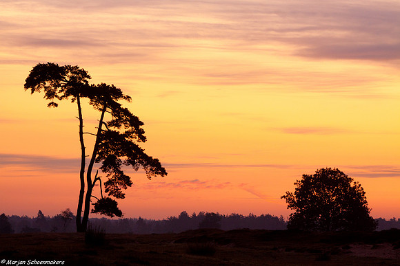 Aekingerzand in het Drents Friese wold