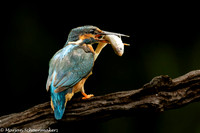 Nieuw