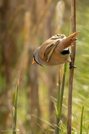 Baardmannetje
