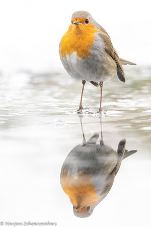 Roodborst