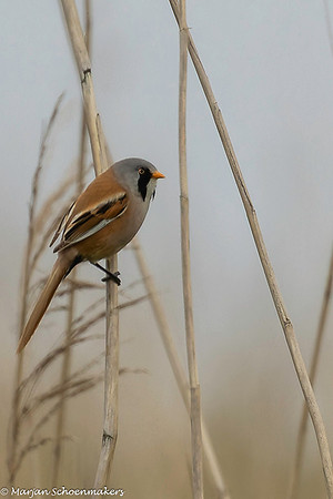 baardmannetje