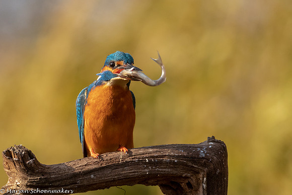 ijsvogel