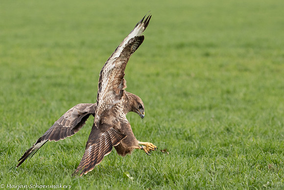 Buizerd