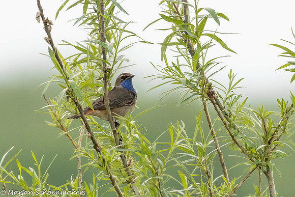 blauwborst
