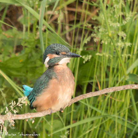 jonge ijsvogel