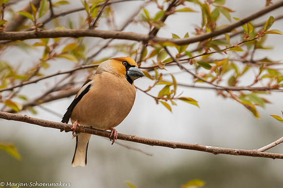 appelvink