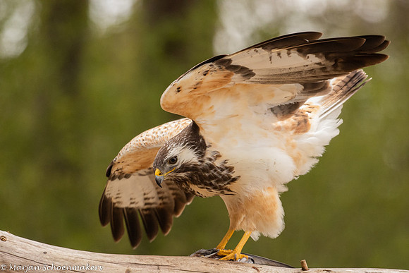 blonde buizerd