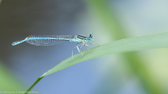 waterjuffer