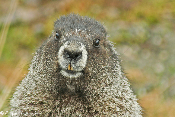 Marmot