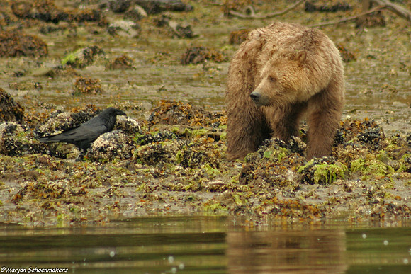 Canada, grizzly