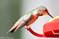 Kolibri