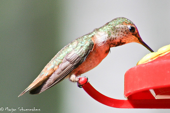 Kolibri