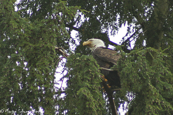 Bald eagle