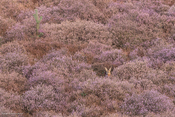 ree in de heide