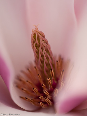 magnolia