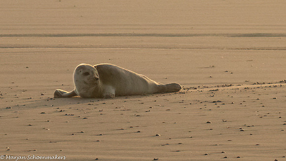 zeehond