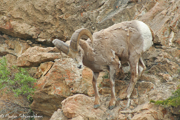 Big hornsheep