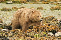 Grizzly