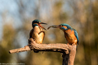 Vogels en uilen