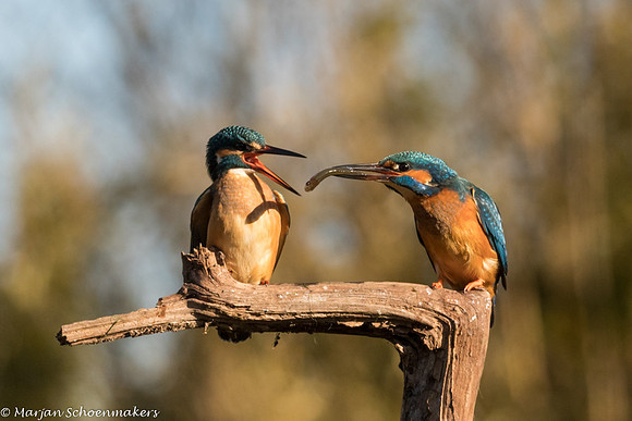 ijsvogel