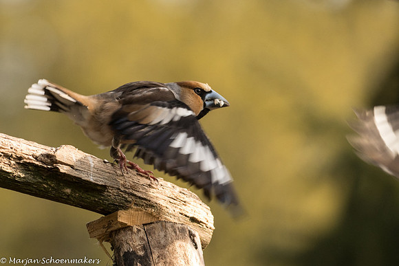 appelvink