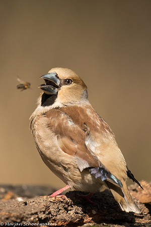 appelvink vrouw
