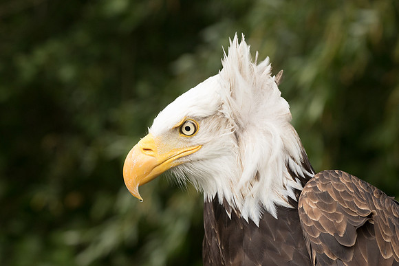 Zeearend