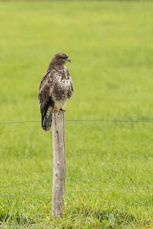 Buizerd