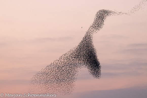 Spreeuwenwolken