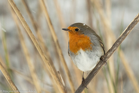 roodborst