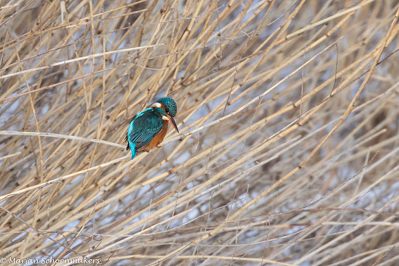 ijsvogel