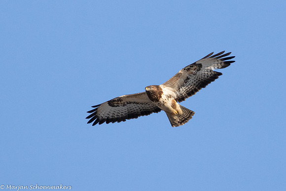 Buizerd