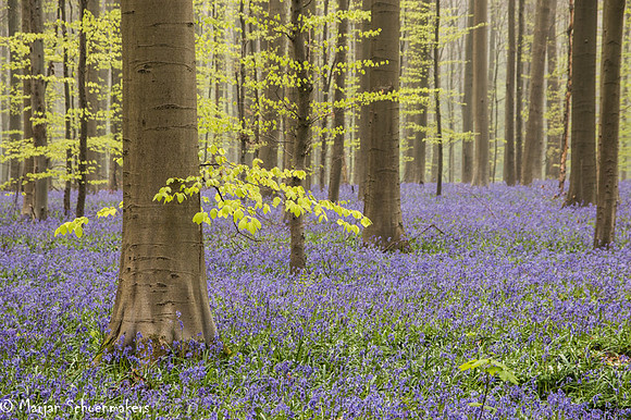 Hallerbos