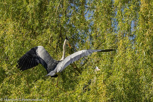 Reiger