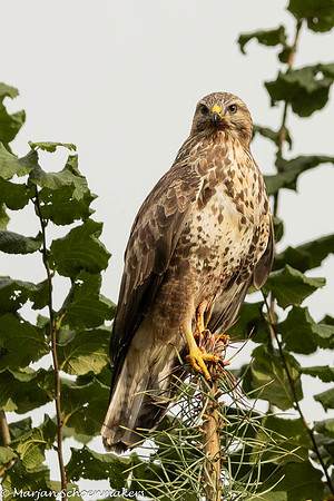 buizerd