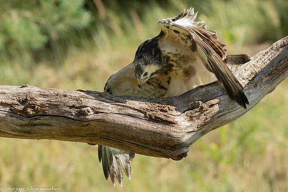 Buizerd