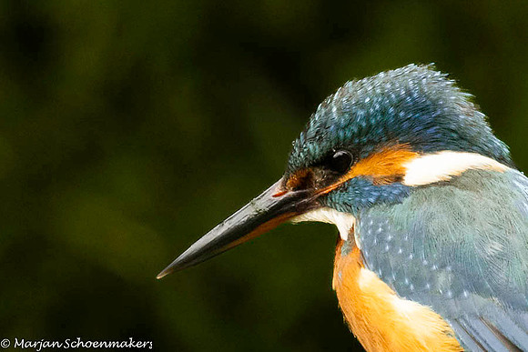 IJsvogel