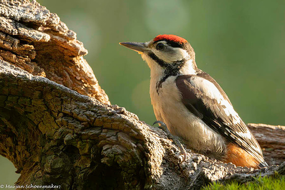 juveniele gbs