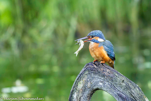 IJsvogel